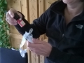 Duftmischung Schutzengel
